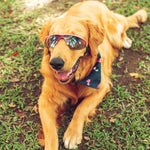 Gafas para Mascotas - Petglasses - 36003/1201 - Talla L